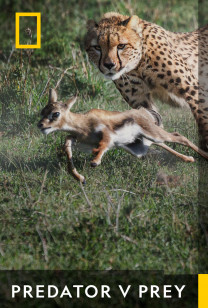 Predator V Prey