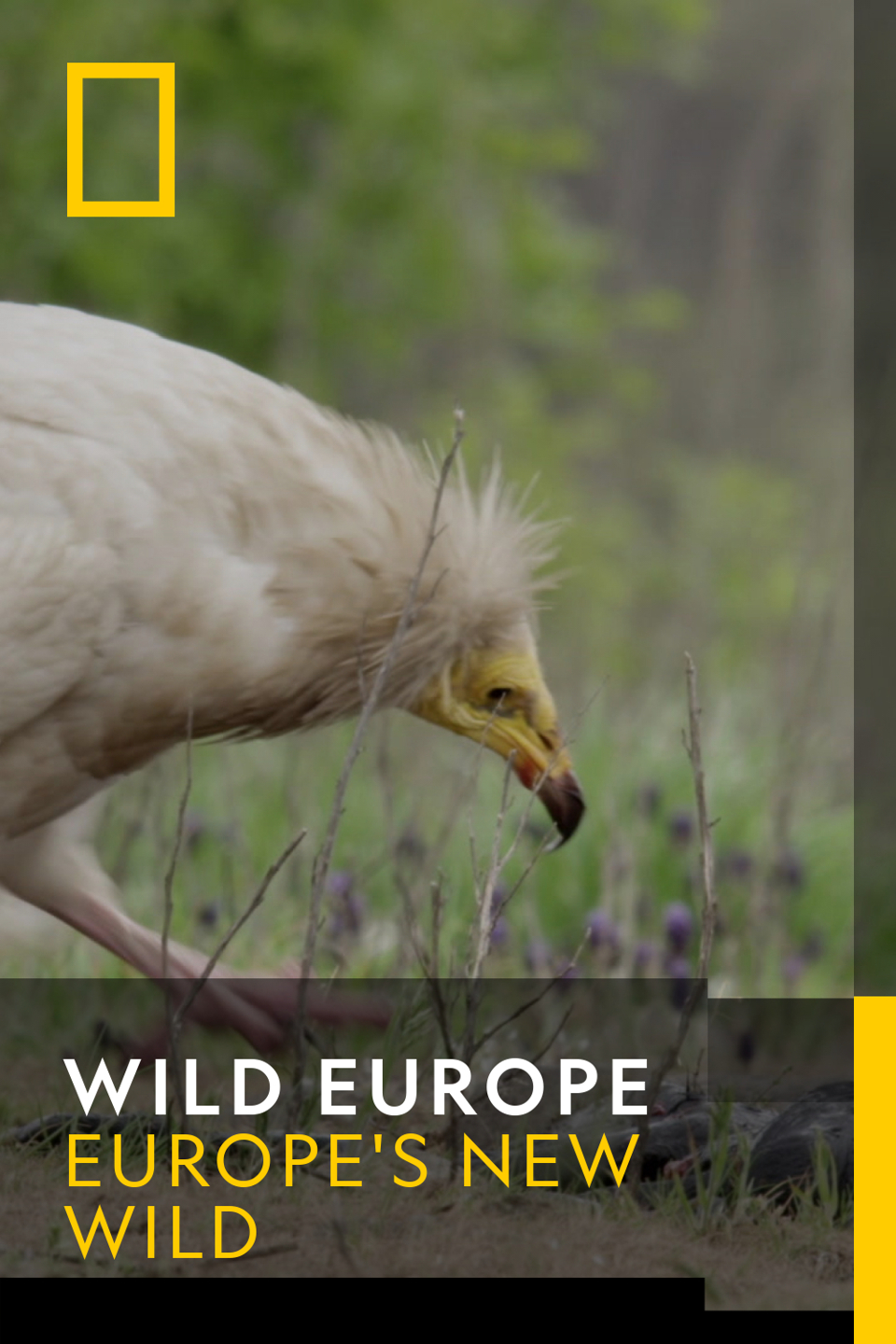 Wild Europe - The Scavenger's Return