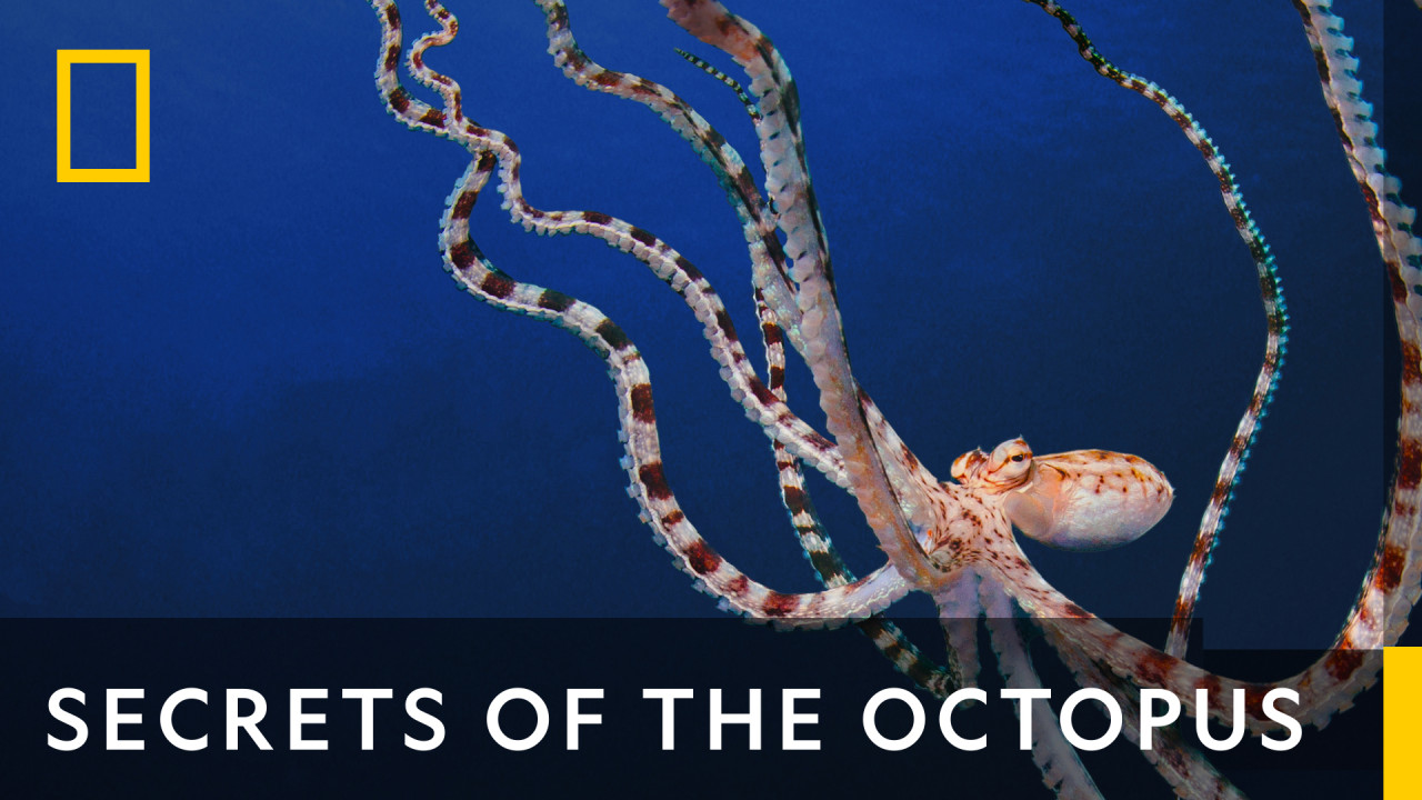 Secrets Of The Octopus