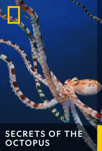 Secrets Of The Octopus