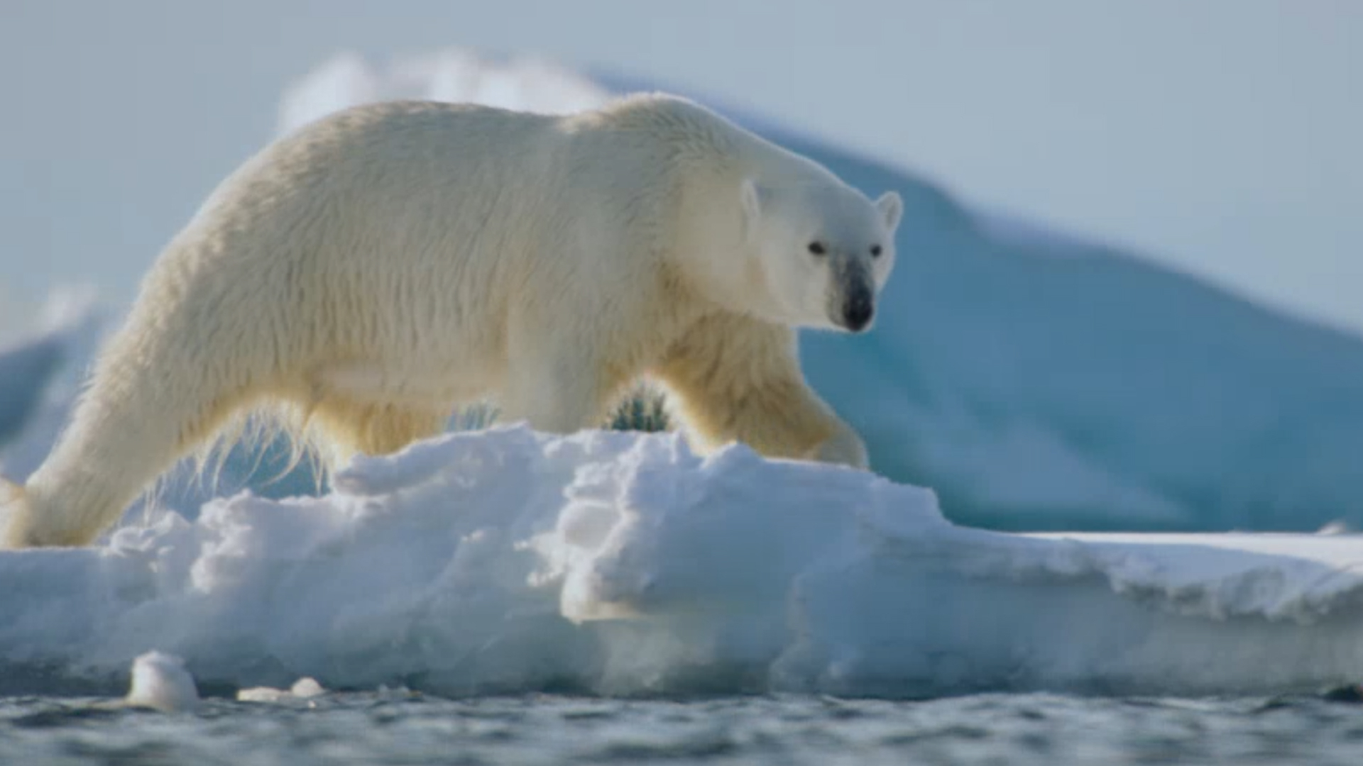 Kingdom of the Polar Bear