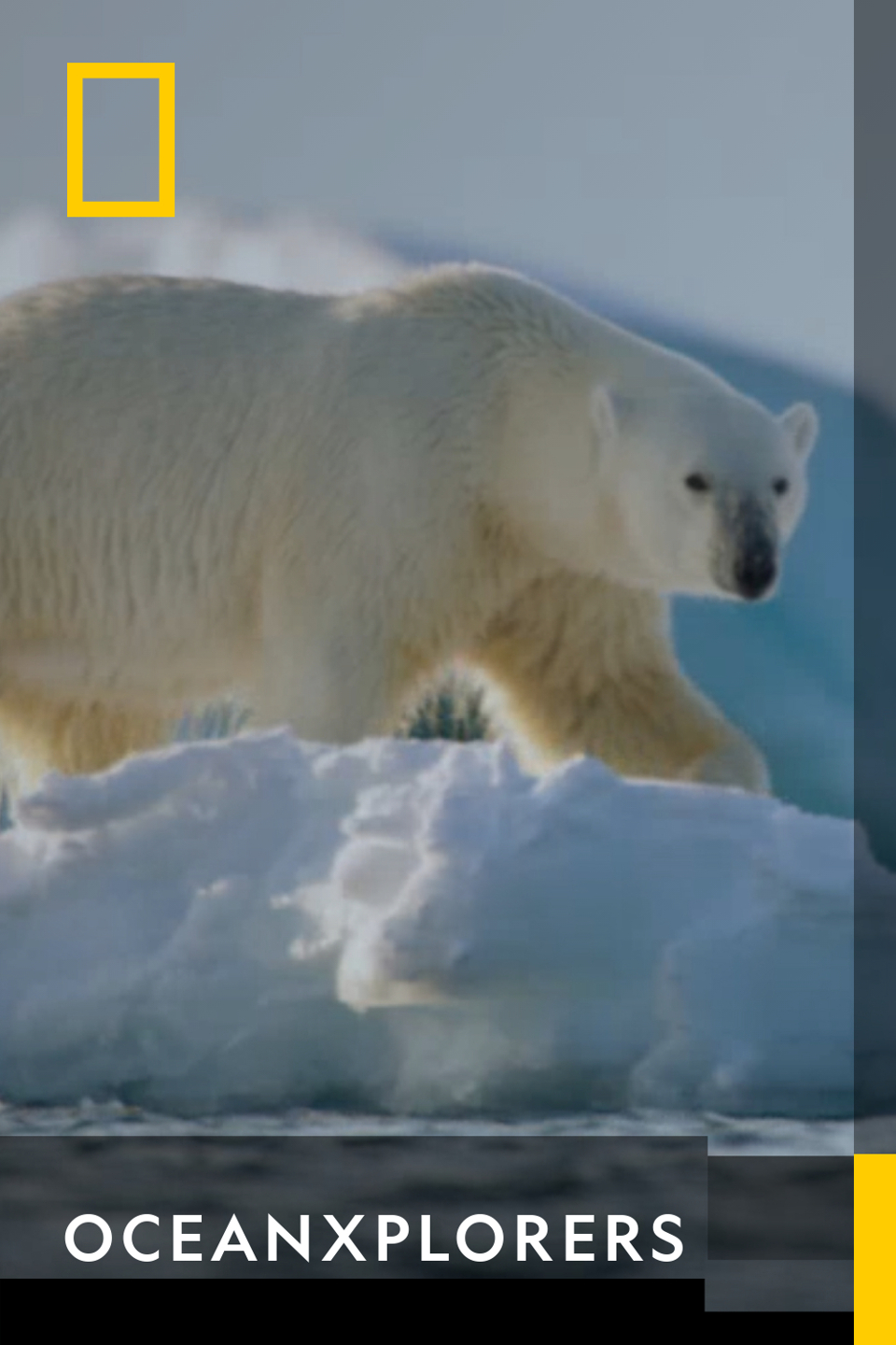 Oceanxplorers - Kingdom of the Polar Bear