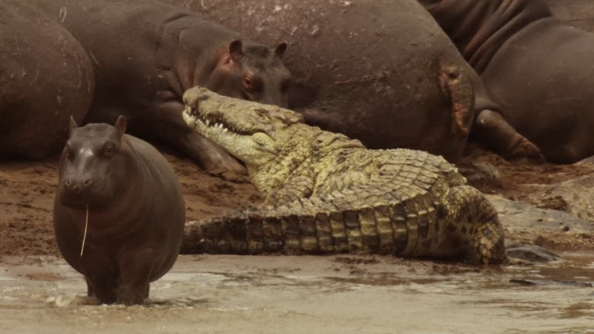 Croc V Hippo