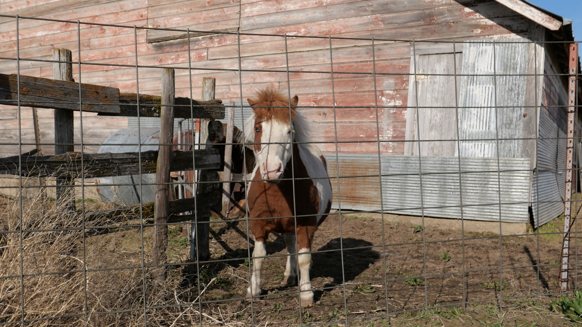 The Little Practice On The Prairie