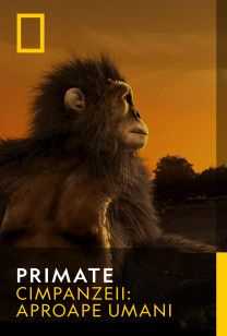 Primates - Cimpanzeii: aproape umani