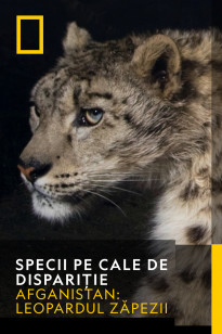Endangered Species - Afganistan: Leopardul zăpezii