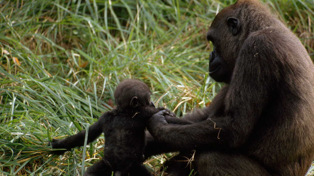 Primates Sezonul 1 Episodul 9