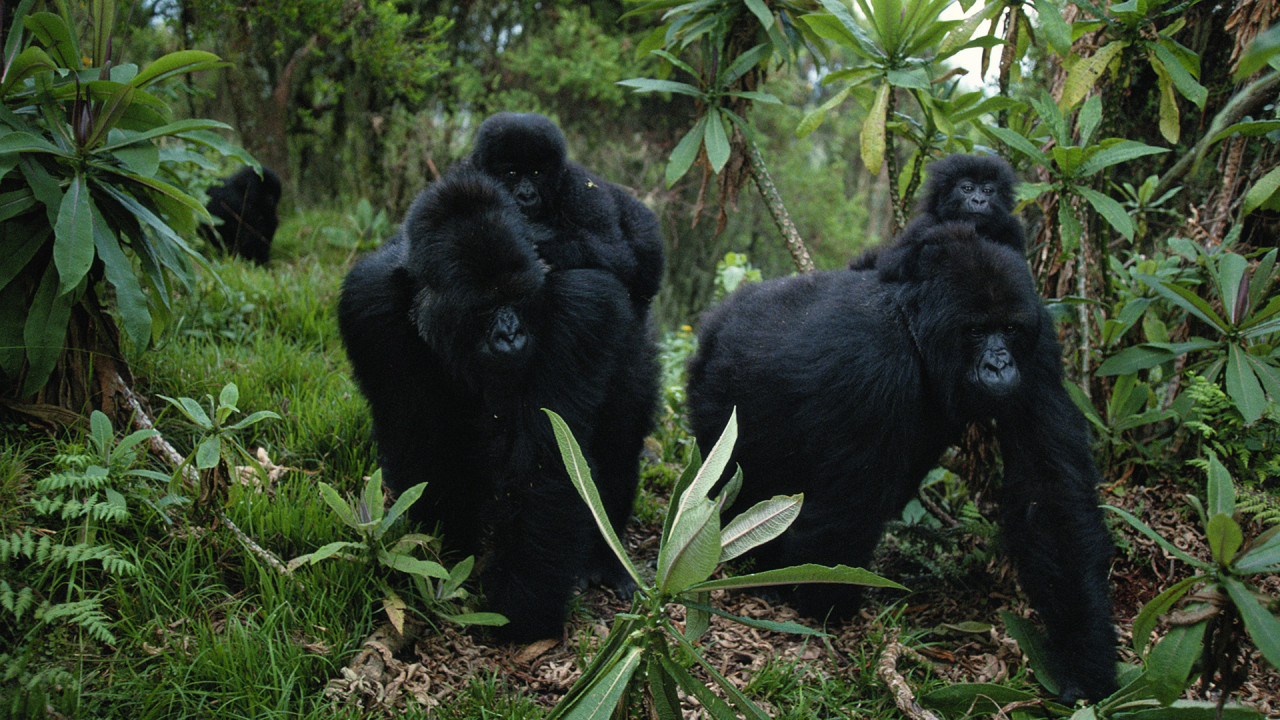 Primates Sezonul 1 Episodul 13