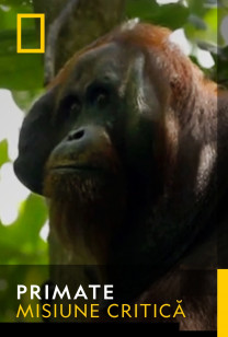 Primates - Urangutanii în pericol