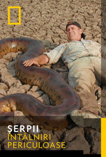 Snakes - Șerpi de temut