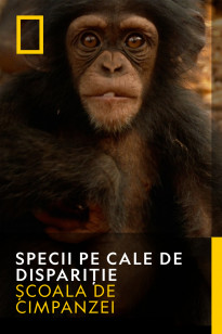 Primates - Şcoala de cimpanzei
