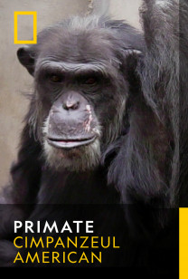 Primates - Cimpanzeul american