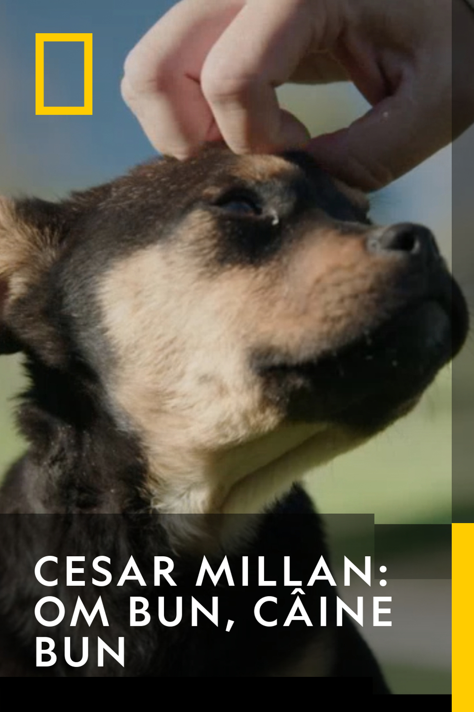 Cesar Millan: Om Bun, Câine Bun Sezonul 1 Episodul 1