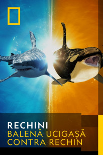 Sharks - Balenă ucigașă contra rechin