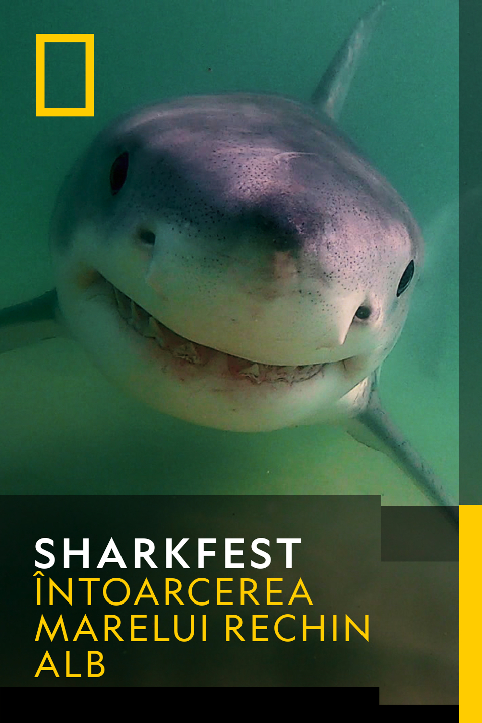 Sharkfest - Întoarcerea rechinului alb