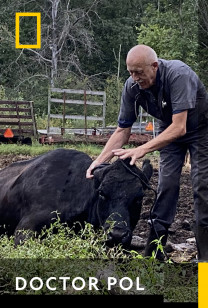 Dr. Pol - Gafă de... Guineea