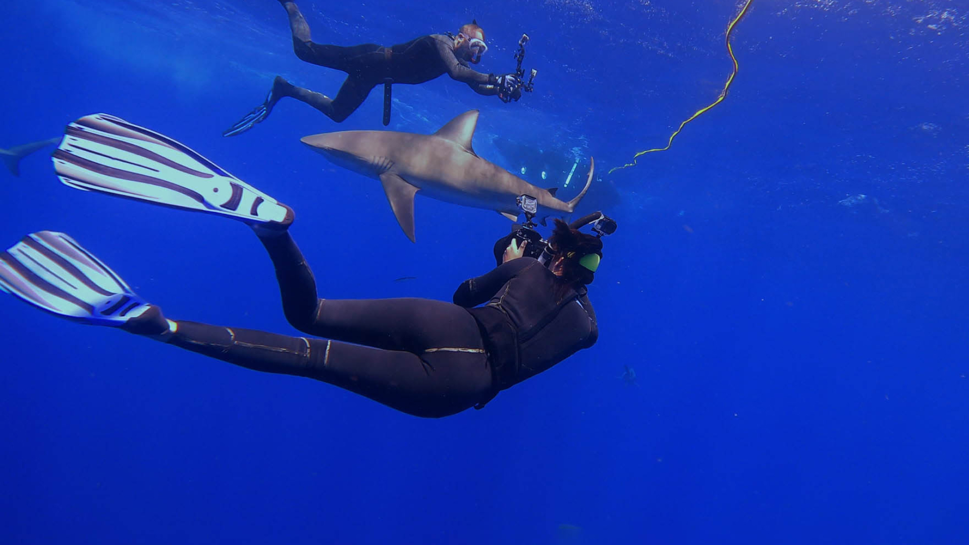 Sharkfest Sezonul 1 Episodul 5