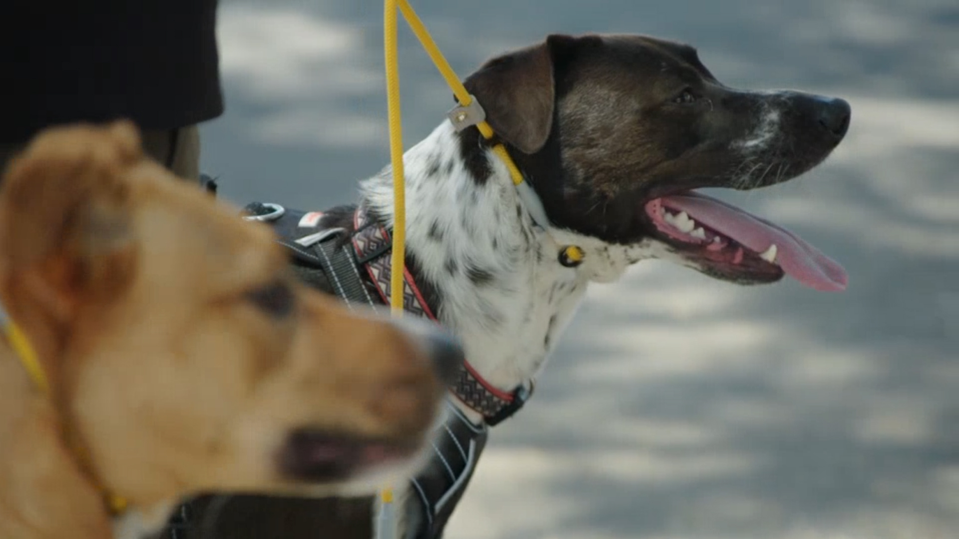 Cesar Millan: Om Bun, Câine Bun Sezonul 1 Episodul 4