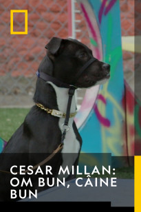 Cesar Millan: Better Human Better Dog 2 Sezonul 1 Episodul 5