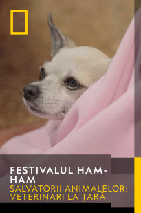 Barkfest - Ziua câinilor