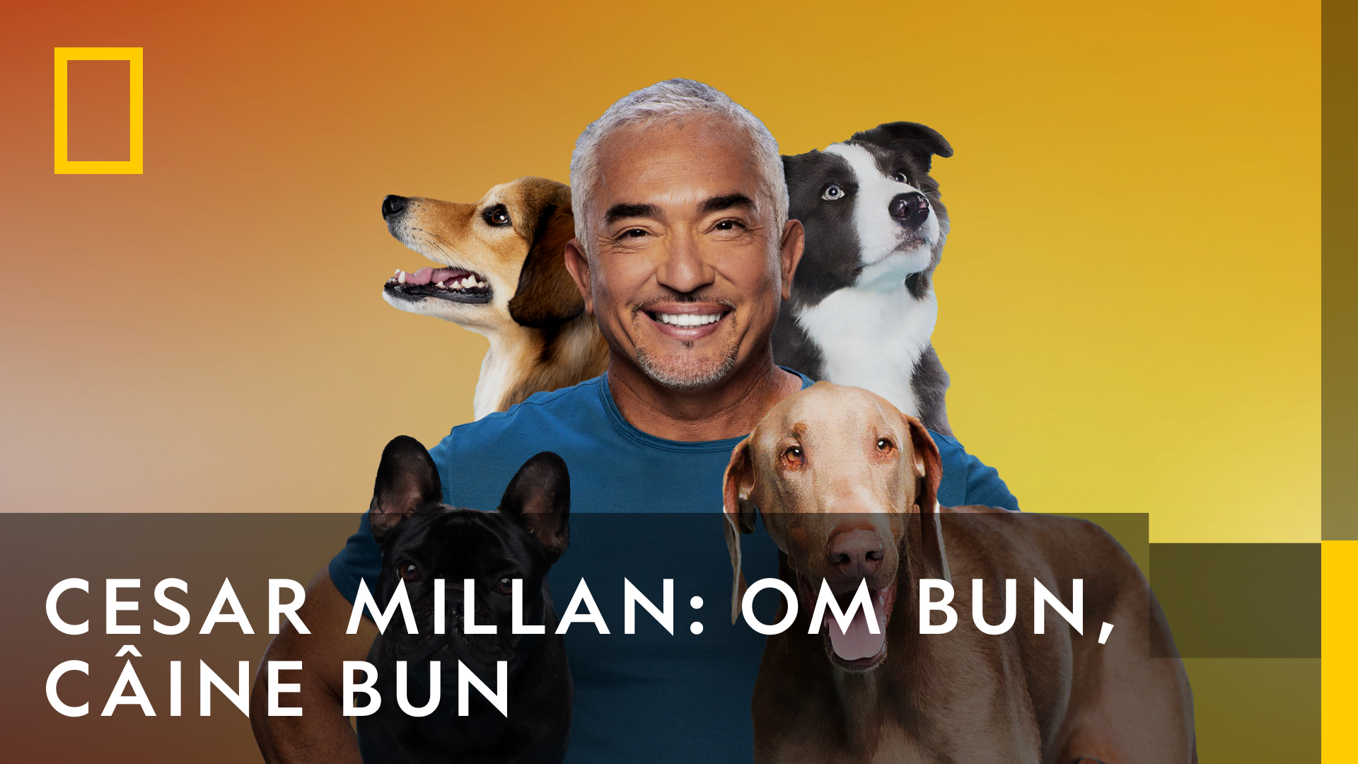 Cesar Millan: Om Bun, Câine Bun