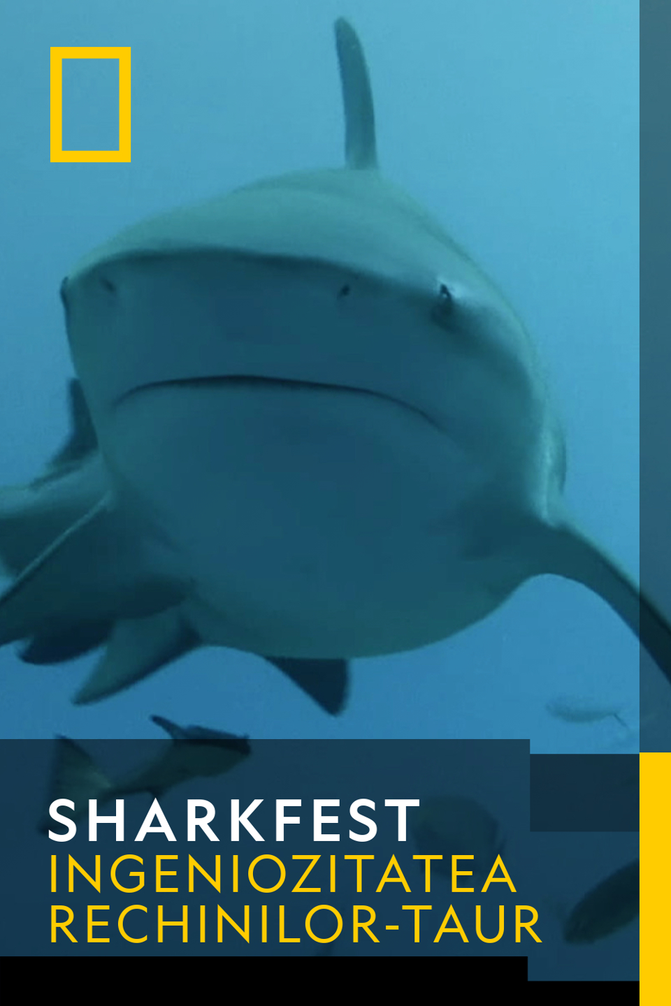 Sharkfest - Ingenuozitatea rechinilor-taur