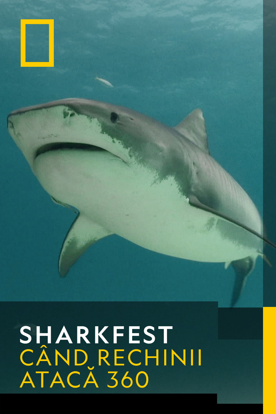 Sharkfest - Furtuna perfectă