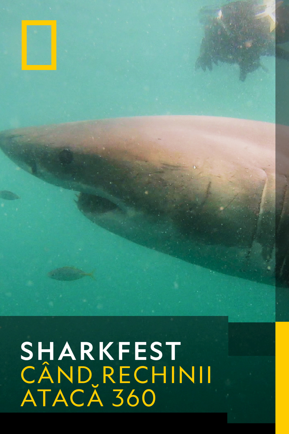 Sharkfest - Născut sălbatic