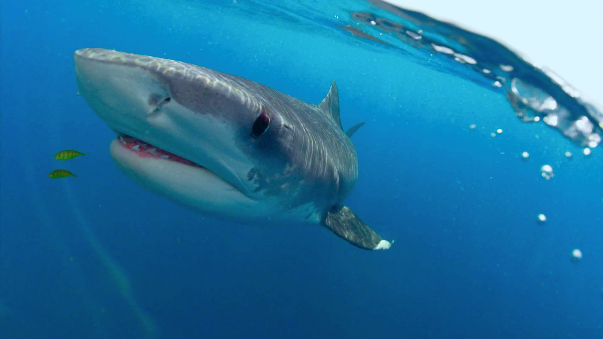 Sharkfest Sezonul 1 Episodul 6