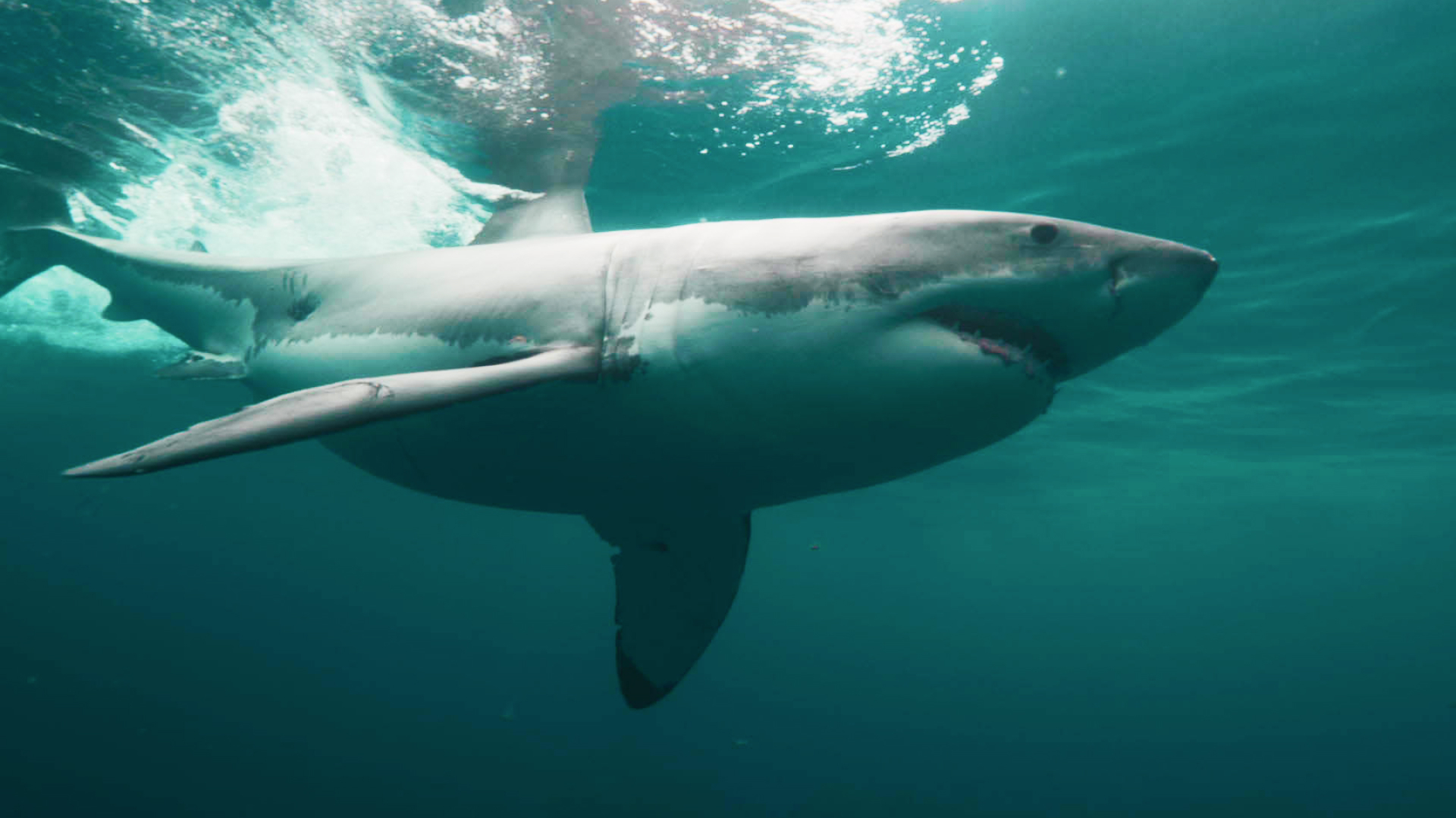 Sharkfest Sezonul 1 Episodul 2