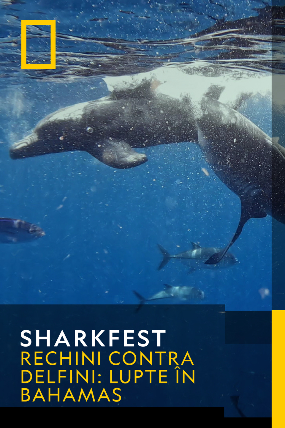 Sharkfest Sezonul 1 Episodul 8