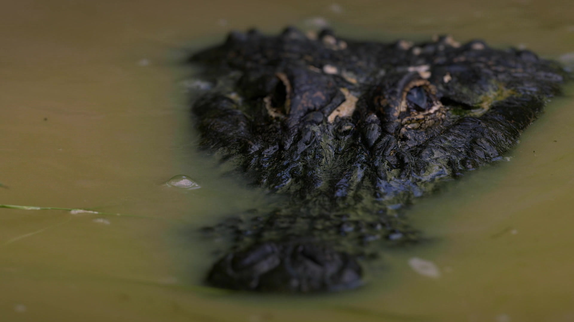 Prădători Sezonul 1 Episodul 7