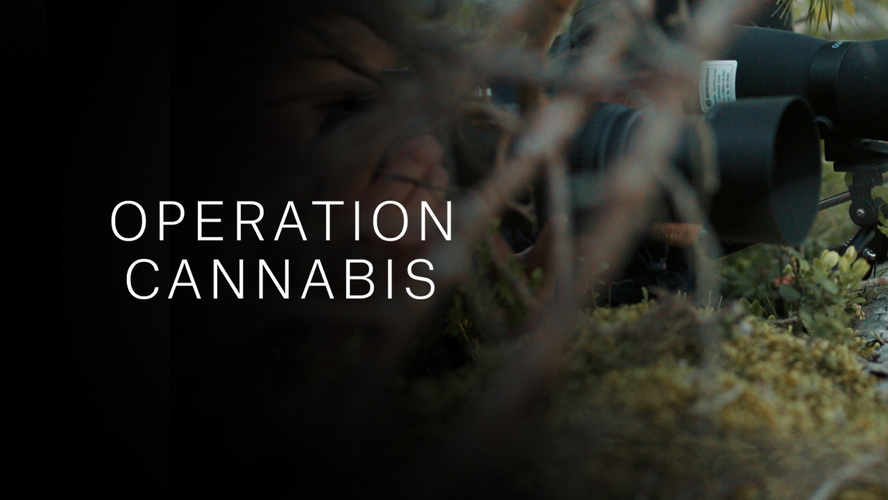 Operation Cannabis - S1