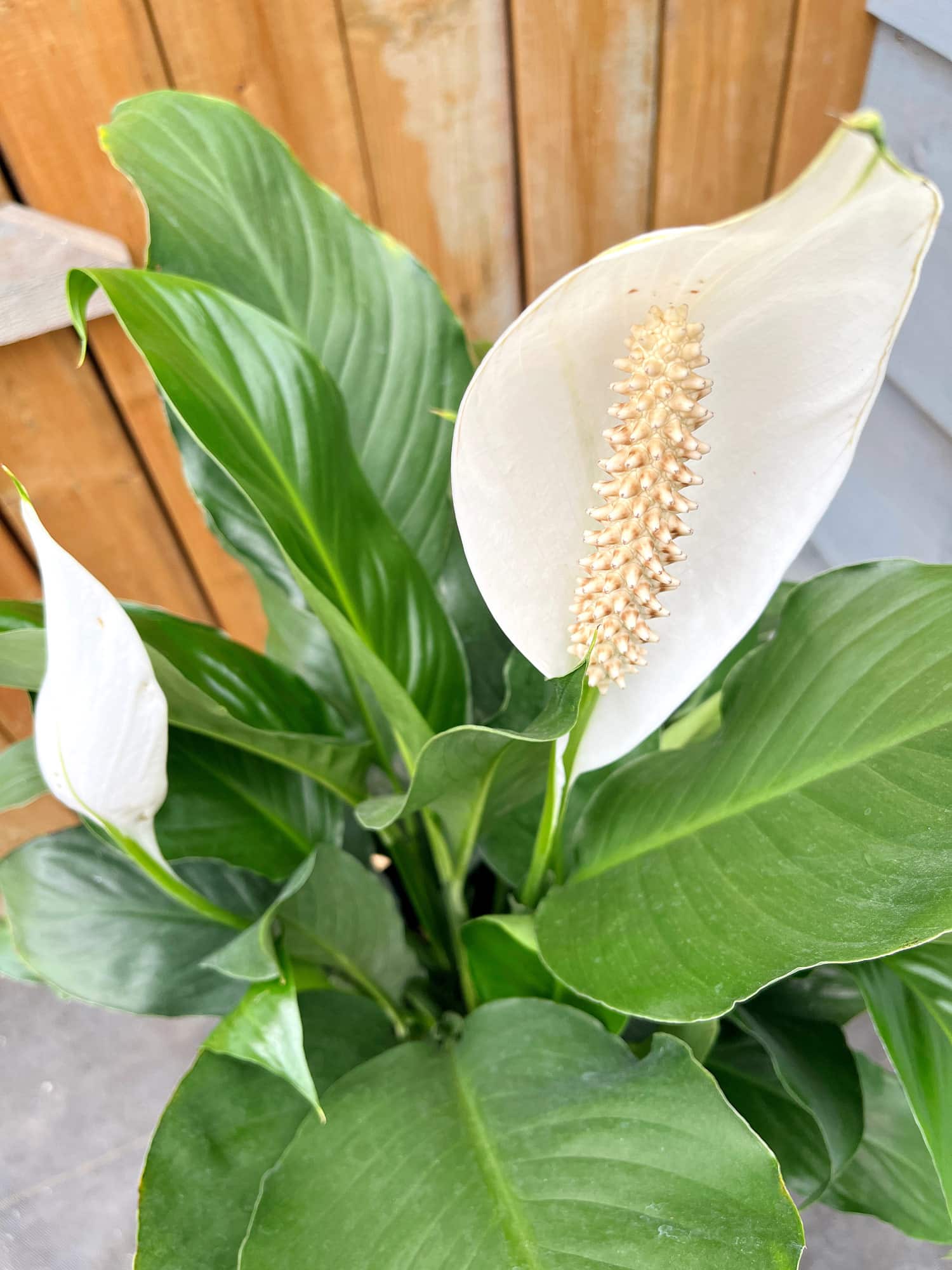 Peace Lily - Image 2