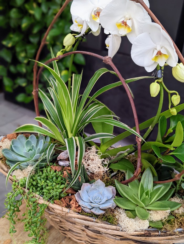The Watering Can | Alternate view of an orchid and succulent planter in a basket.