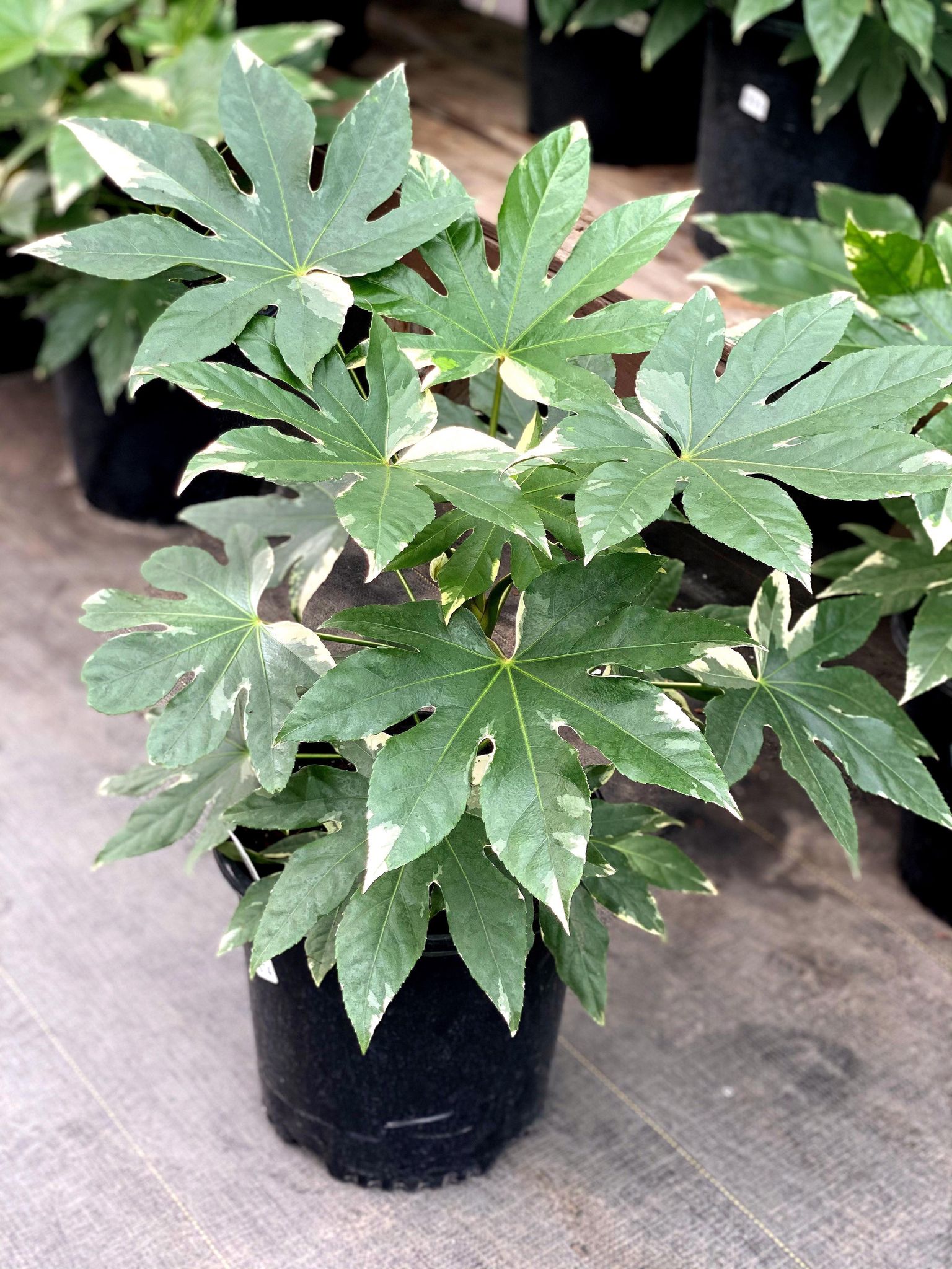 Fatsia Variegated