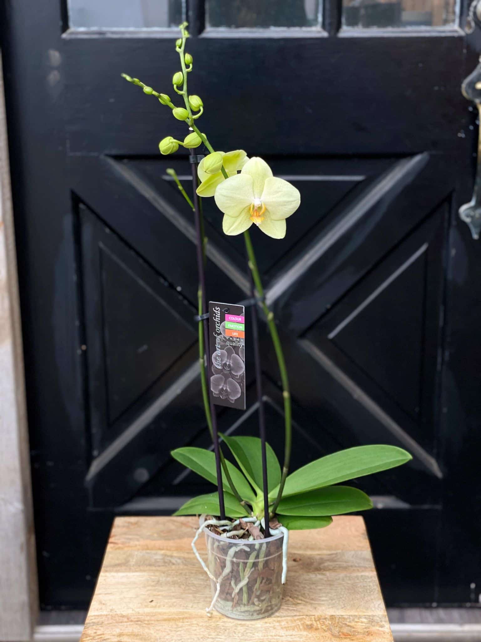 Double Stem Orchid
