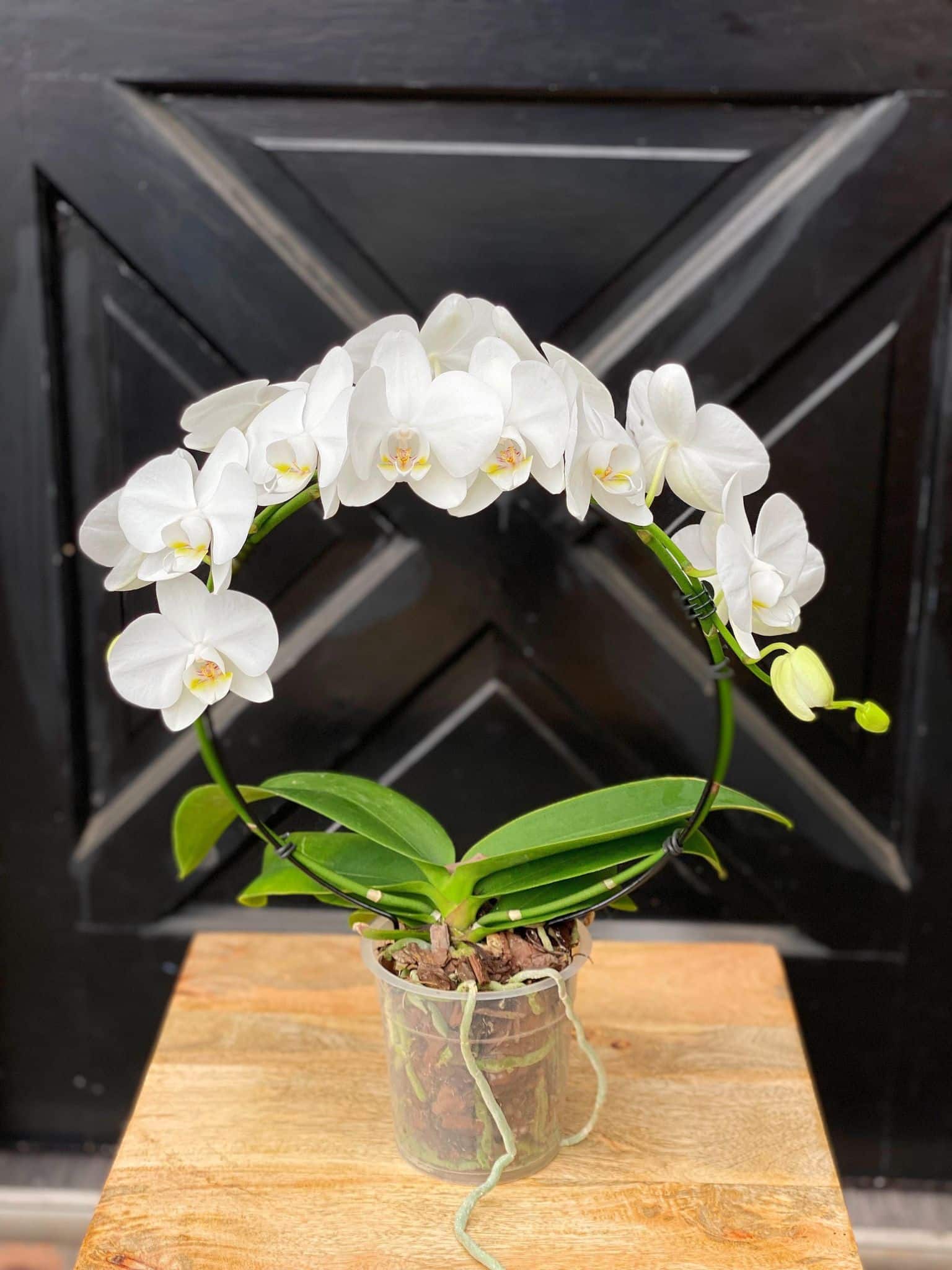Hoop Orchid