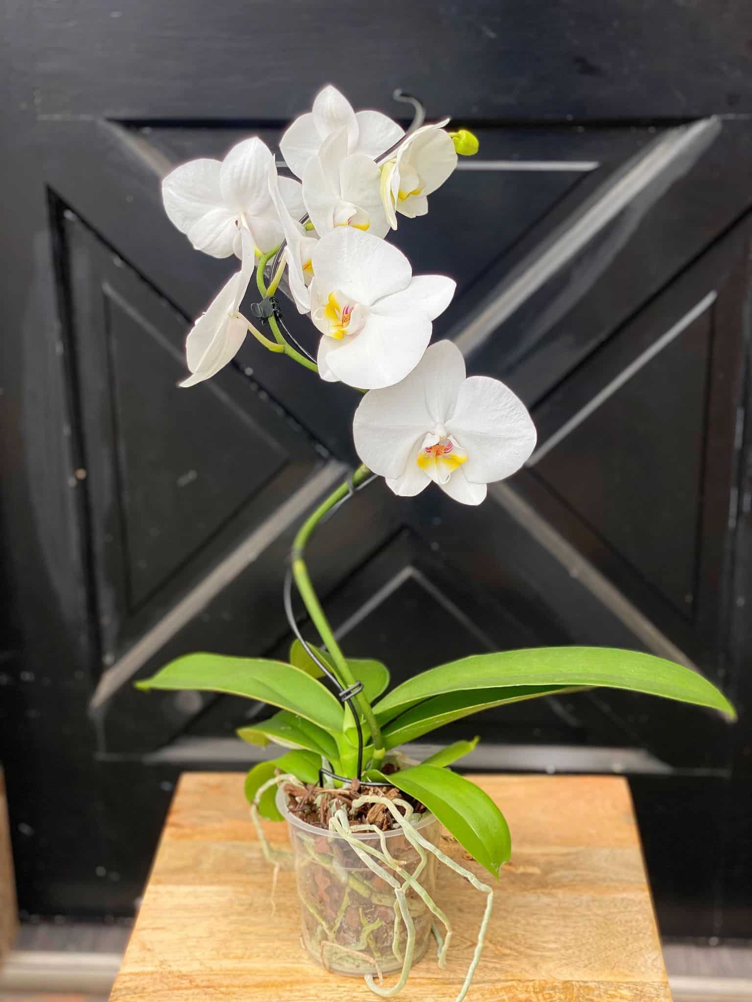 Hurricane Orchid