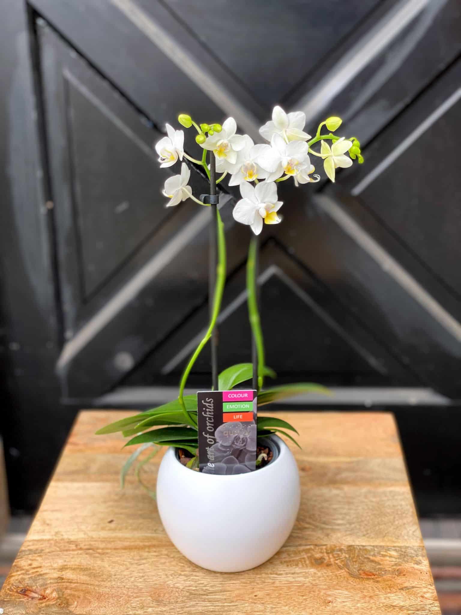 Double Stem Mini Orchid