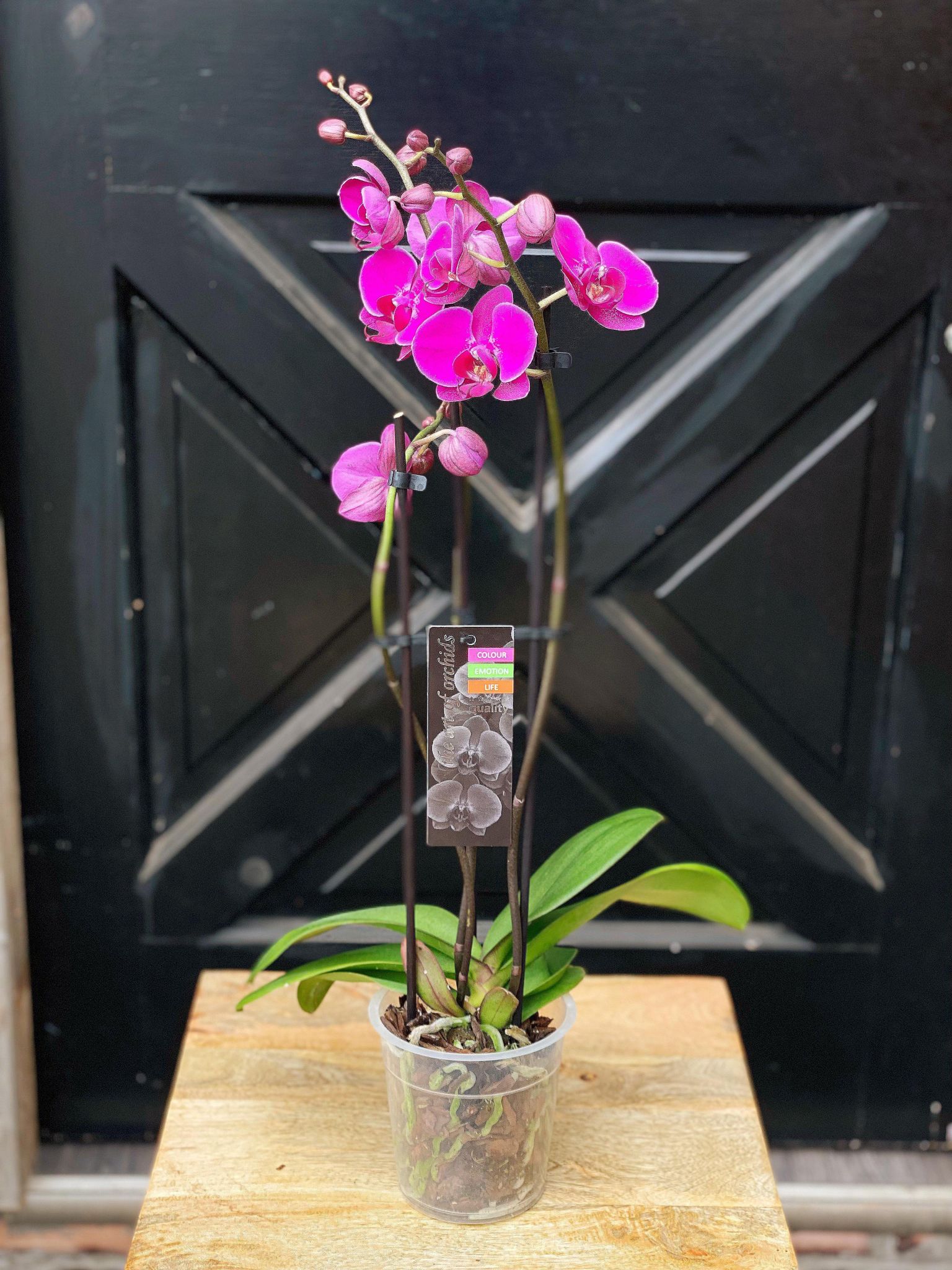 Triple Stem Orchid