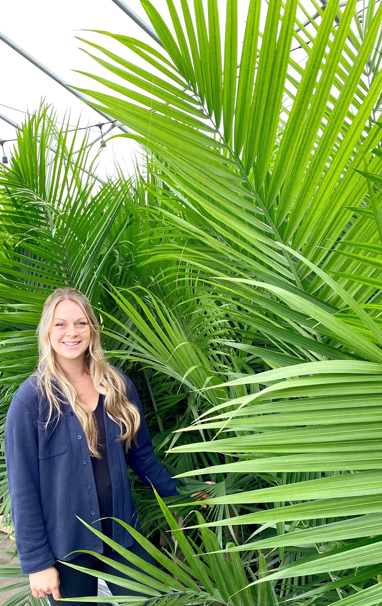 Majesty Palms - Image 3