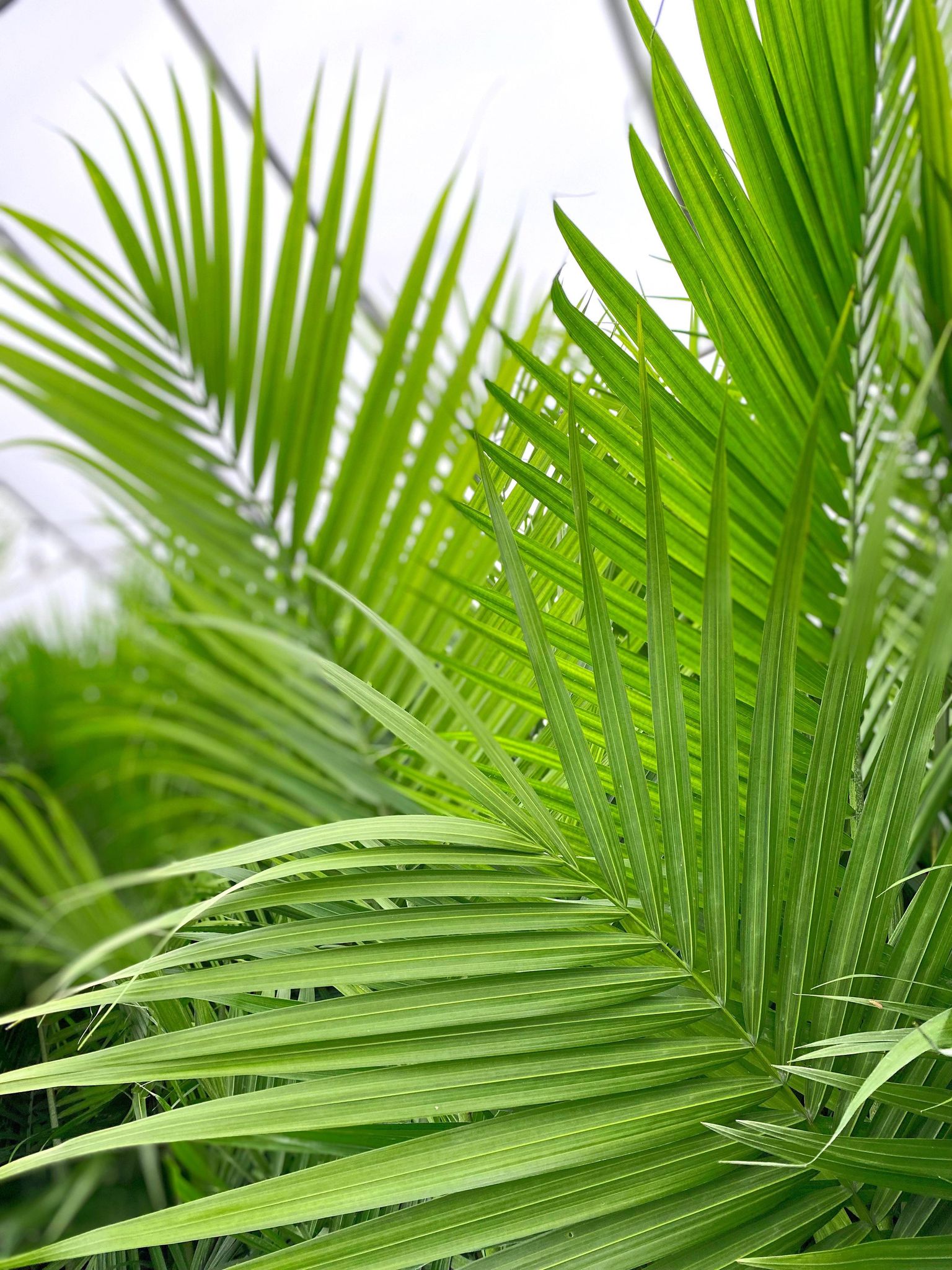 Majesty Palms - Image 2
