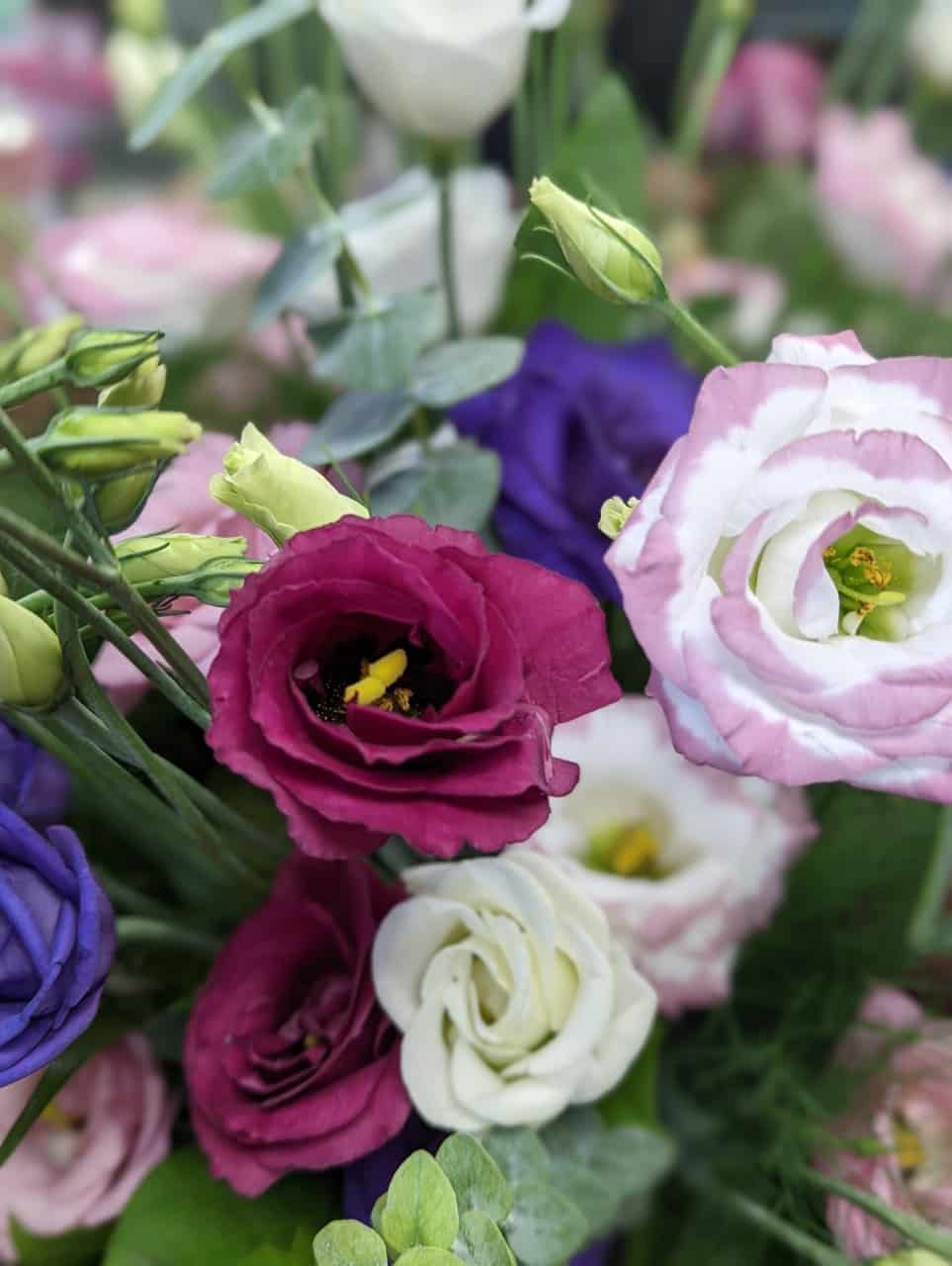 Luscious Lisianthus - Image 2
