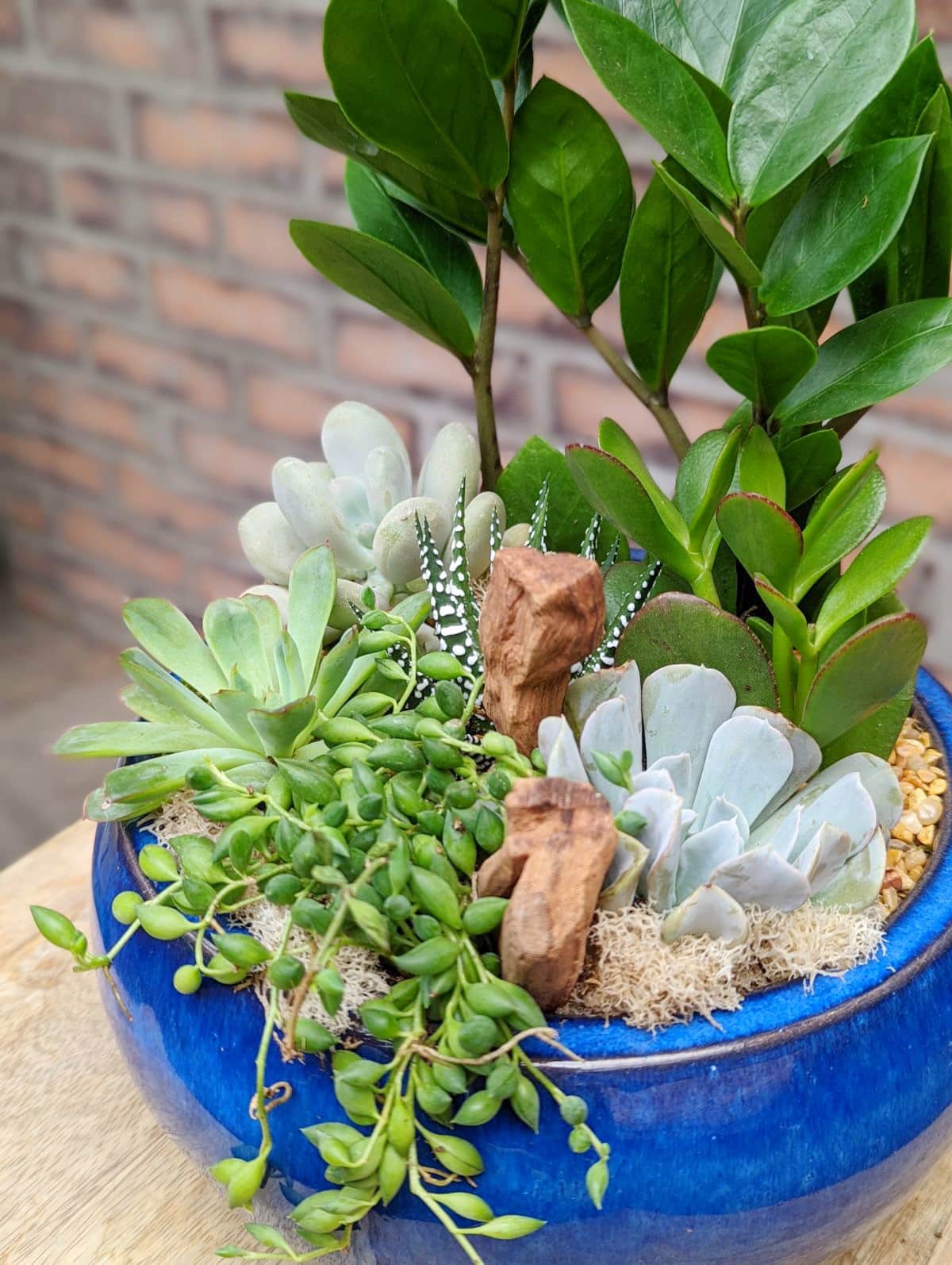 The Watering Can | String of peas in an all succulent planter.