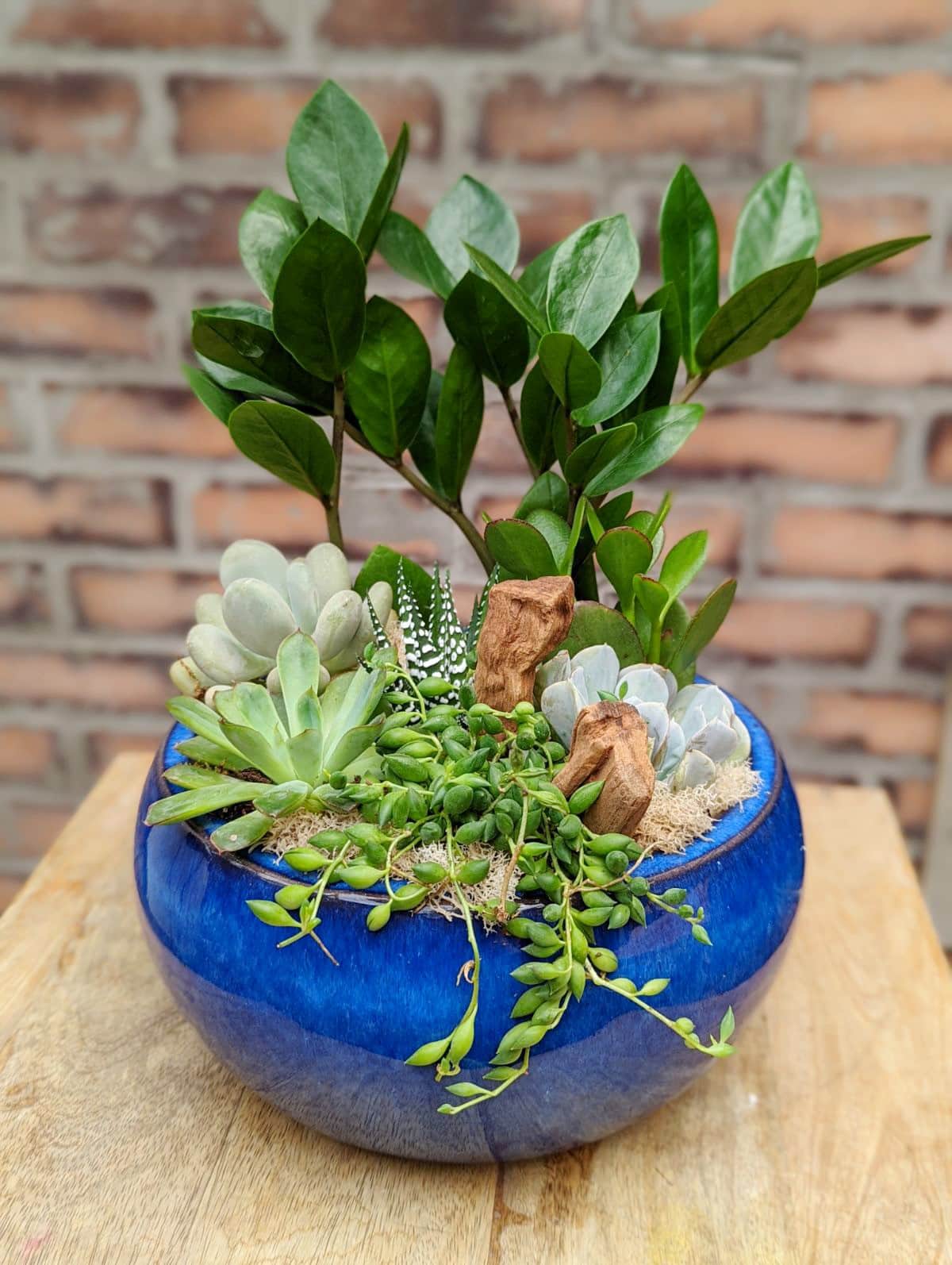 The Watering Can | An all succulent planter designed in a round blue ceramic container.