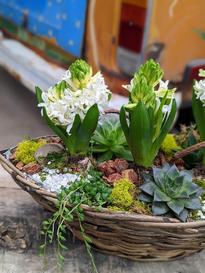 The Watering Can | A spring bulbs and succulents planter in a boat shaped basket.