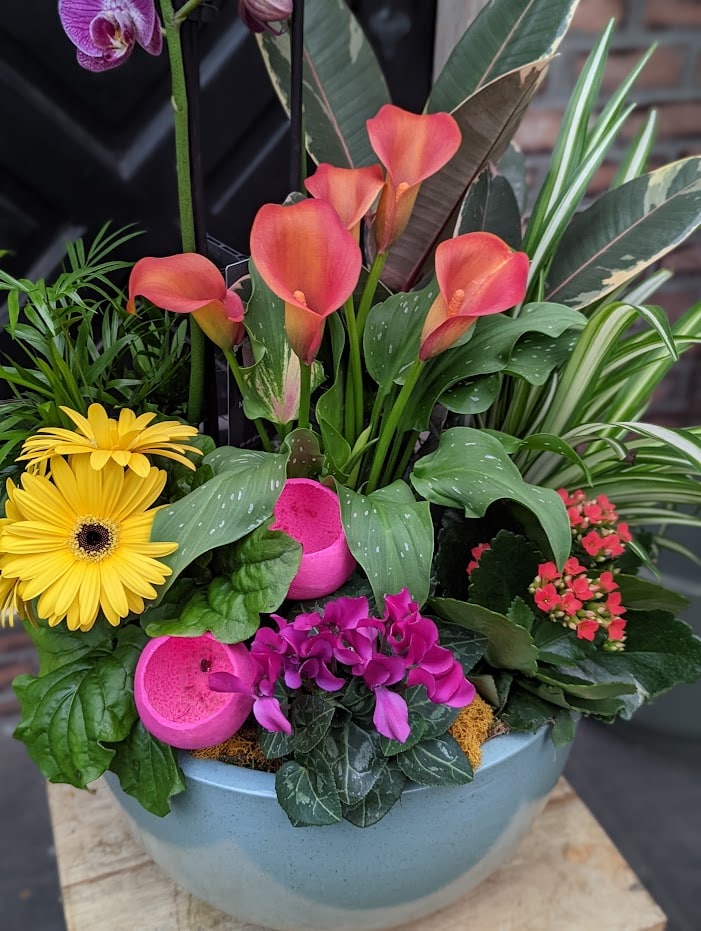 The Watering Can | Orange callas, yellow gerberas, and hot pink cyclamen in a colourful planter.