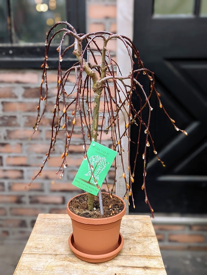 A weeping pussy willow plant in a terracotta coloured growers pot and saucer.