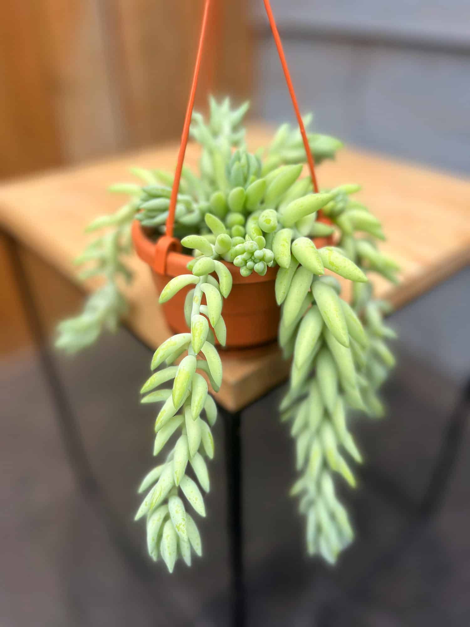 Burros Tail Basket